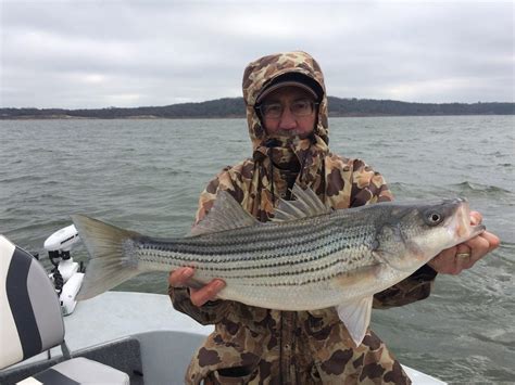 stripers online fishing forum